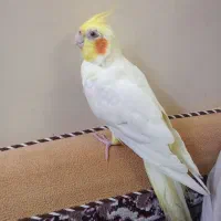 عروس هلندی