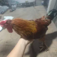 خروس