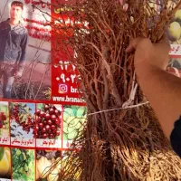 ارقام نهال میوه ۳۰تومان.صنوبر۷ تومان دومتری