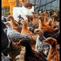 فروش جوجه مرغ  از همه نژاد