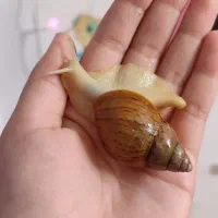 حلزون
