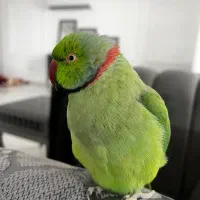 قبول واگذاری پرنده