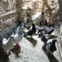 کفتر پرشی