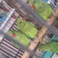 طوطی جوجه