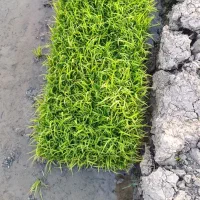 توم هاشمی پر محصول