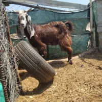 بز،سه کهزی اوس سالم سرحال