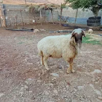 ورن|حیوانات مزرعه|ایلام, |دیوار