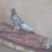 کبوتر سرور ماده پر خال هوایی
