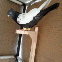 کبوترسینه سرکی ماده