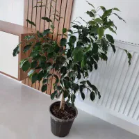 بنجامین سبز سرحال