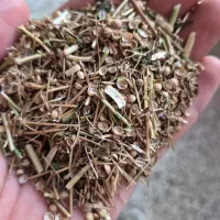 کاه گشنیز