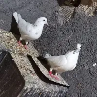 کبوتر
