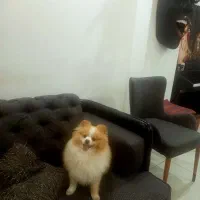 پامرانین اورجینال نر