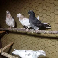 کبوتر گرفتنی