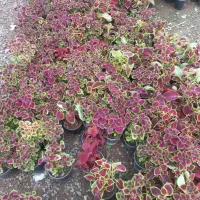 فروش گل طبیعی