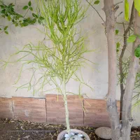 درختچه شاخه گوزنی