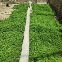 نهال گوجه فرنگی مبیل فرانسه