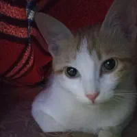 واگذاری رایگان گربه ماده