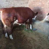 گاو