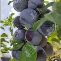 الو سیاه کالیفرنیا