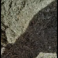 کاه یونجه