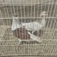 ۴ عدد رنگه مشتی .معاوضه با مینا جوجه باشه بهتر