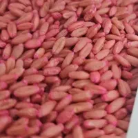 گندم بوجاری شده سم زده درجه ۱