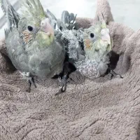 جوجه عروس هلندی