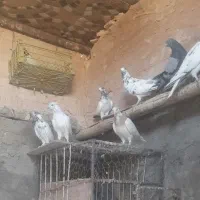 کله دم سبز جفتی ۵۰۰ تومان