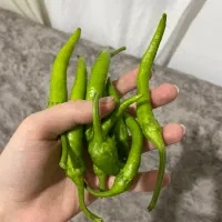 فلفل شیرین