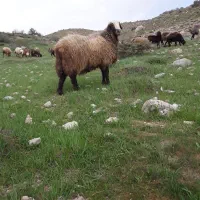 قوچ ۴ساله|حیوانات مزرعه|معمولان, |دیوار