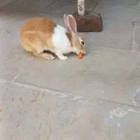 خرگوش اهلی