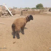 قوچ گوسفند نر