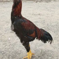 خروس لاری
