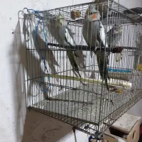 عروس هلندی بالغ