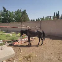 نریون چهار ساله