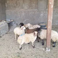 3راس میش جوان‌برهانرهمه ۱۳۵تومن