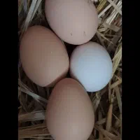 تخم  مرغ نطفه دار
