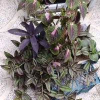 4تا گل متفاوت
