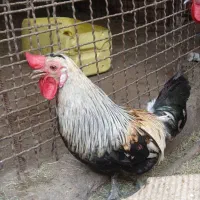خروس محلی جوان سالم و سرحال