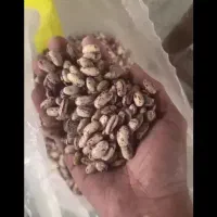 انواع حبوبات با کیفیت و درجه یک