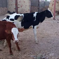 3تا گوساله