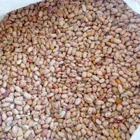 فروش لوبیا چیتی