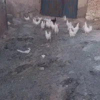 مرغ تخم گذار