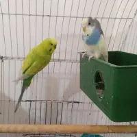 جفت مرغ عشق جوان وزیبا