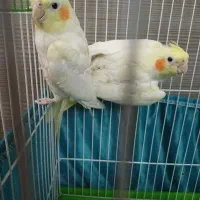 جوجه عروس هلندی