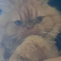 گربه میکس پرشین و گارفیلد