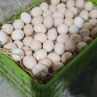 تخم مرغ رسمی