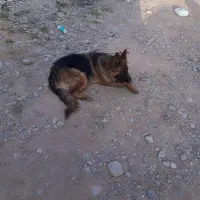 واگذاری سگ ژرمن