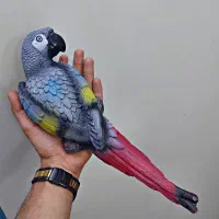یک طوطی کاسکو پیدا شده
